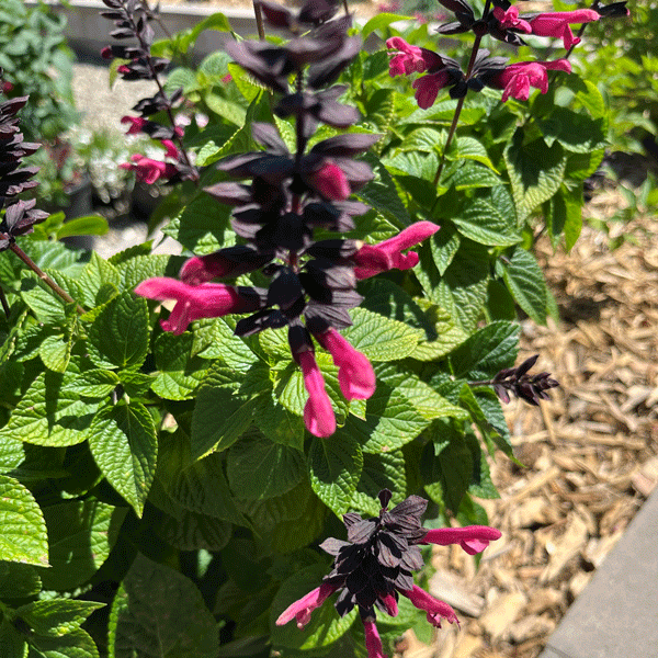 Salvia Jammin Jazz