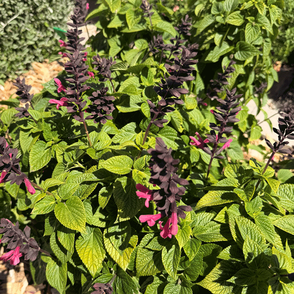 Salvia Jammin Jazz