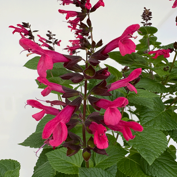 Salvia Jammin Jazz