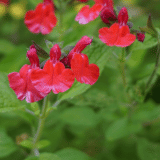 Salvia Sierra Red