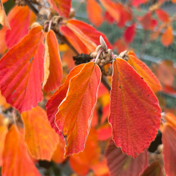 Witch Hazel Arnolds Promise