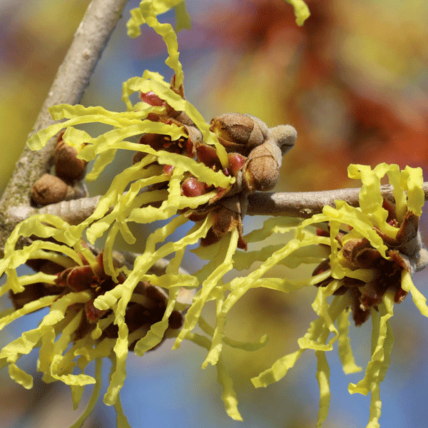 Witch Hazel Arnolds Promise