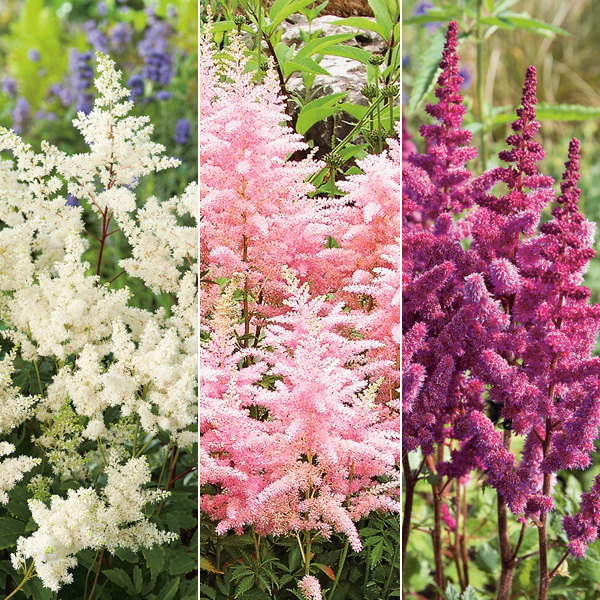Astilbe Collection