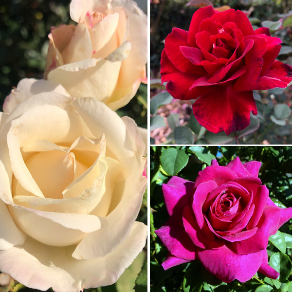 Brindabella Rose Collection – 3 Roses Brindabella Rose Collection – 3 Roses