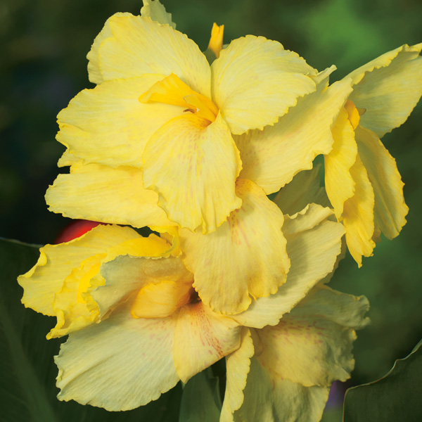 Canna Lily Creamy Lemon