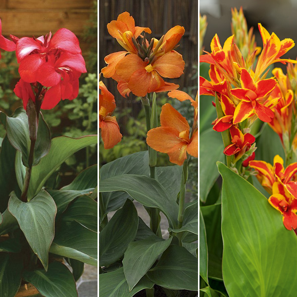 Canna Lily Cannova Collection 1