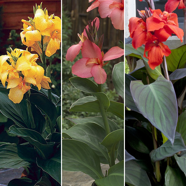 Canna Lily Cannova Collection 2