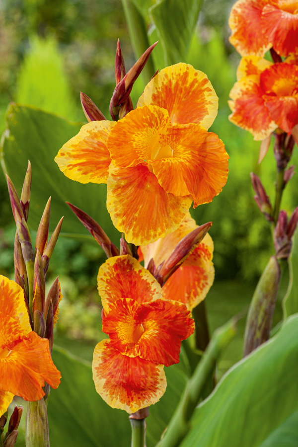 Canna Lily Roma Canna Lily Roma