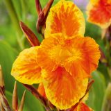 Canna Lily Roma Canna Lily Roma