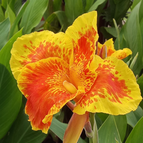 Canna Lily Roma Canna Lily Roma
