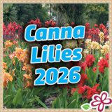 Canna Lilies 2026