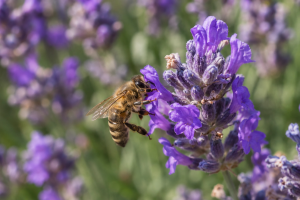 Lavender Varieties For Bee-Friendly Borders Chatgpt Image Jun 19 2026 02 50 51 Pm - Garden Express Australia