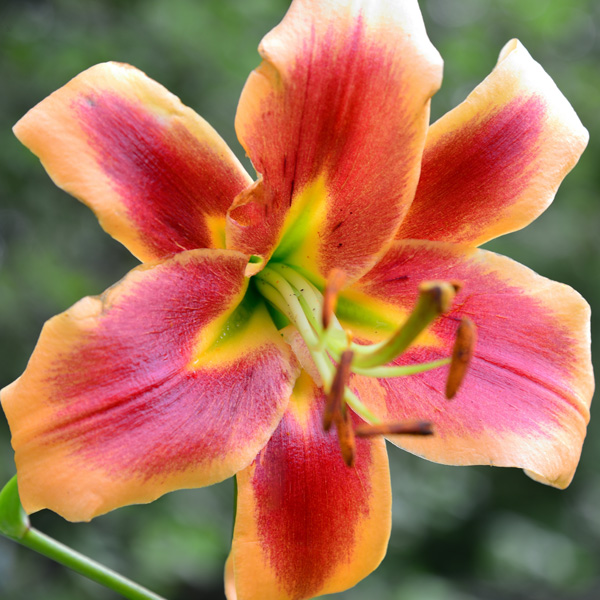 Lilium Avalon Sunset