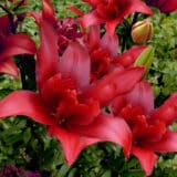 Lilium Double Bald Eagle Lilium Double Bald Eagle