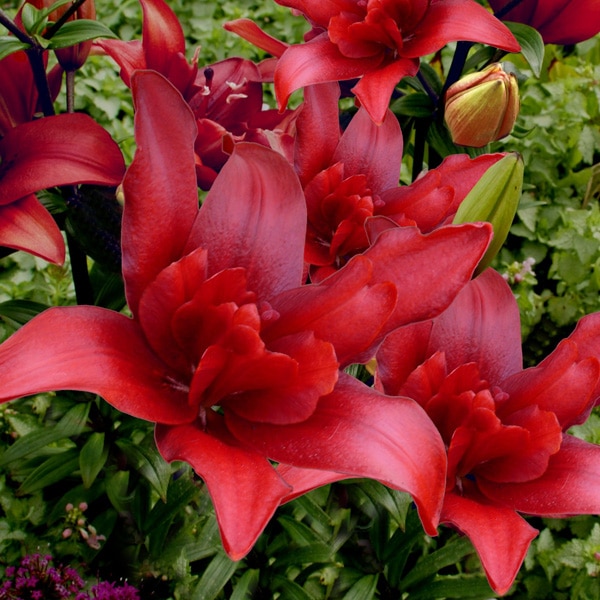Lilium Double Bald Eagle Lilium Double Bald Eagle