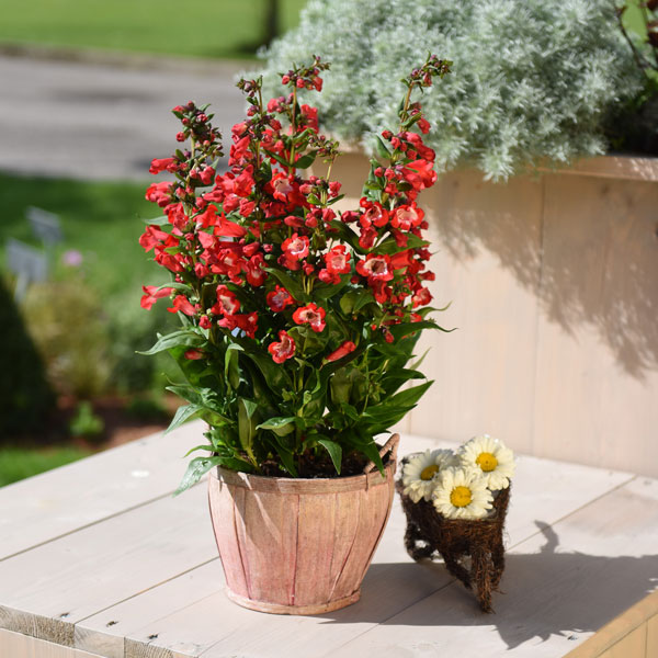 Penstemon Pep Talk Red Penstemon Pep Talk Red