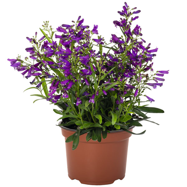 Penstemon Pristine Nightshade Penstemon Pristine Nightshade