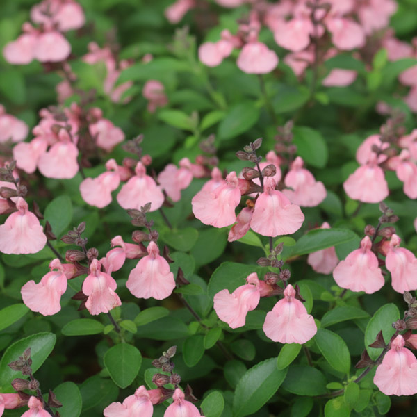 Salvia Ribambelle