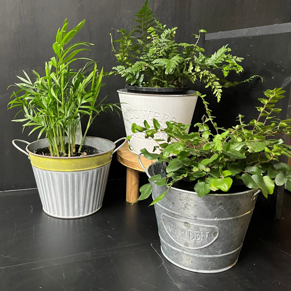Tin Pots- Set Of 3