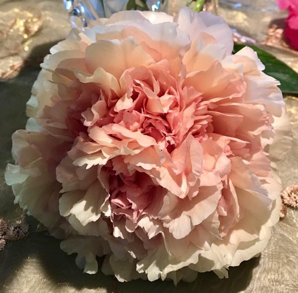 Tree Peony La Lorraine