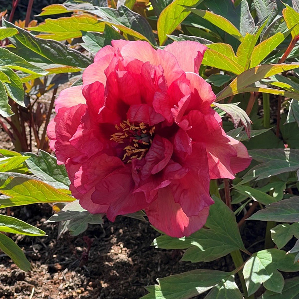 Tree Peony Norgate Pink
