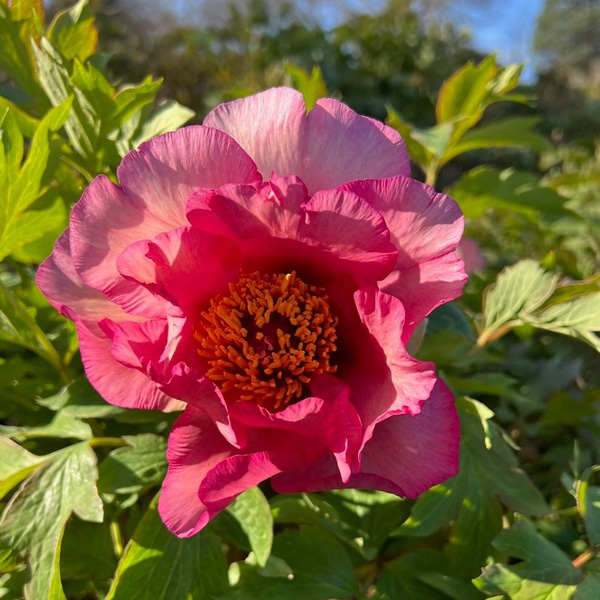 Tree Peony Norgate Pink
