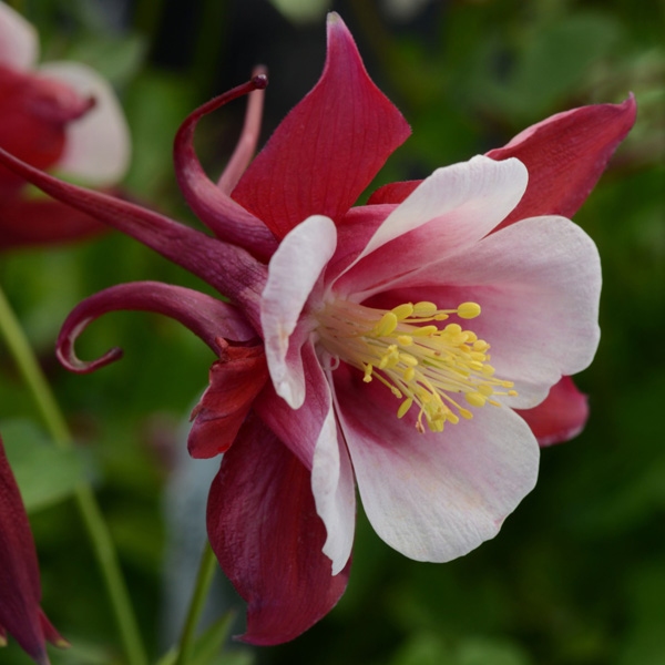 Aquilegia Earlybird Red And White