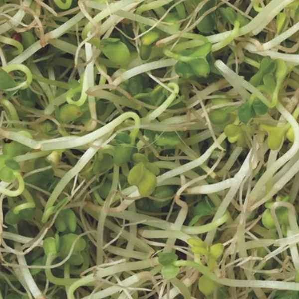 Seed – Broccoli Sprouts
