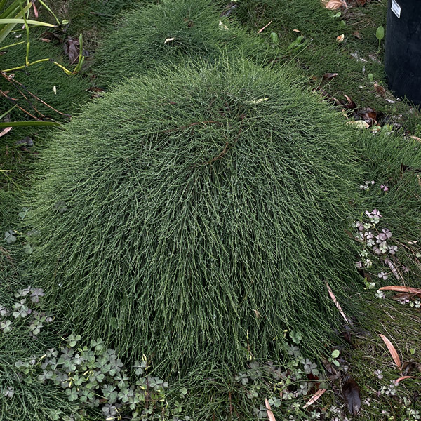 Casuarina Shagpile Casuarina Shagpile