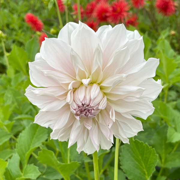 Dahlia Frappe