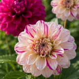 Dahlia Pkdahcde Candy Delight - Garden Express Australia
