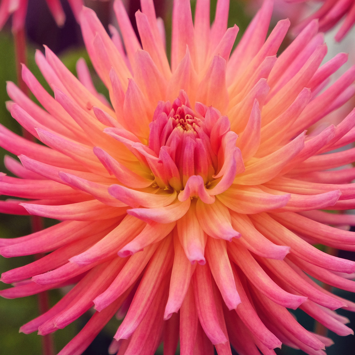 Dahlia Winkie Mark Dahlia Winkie Mark