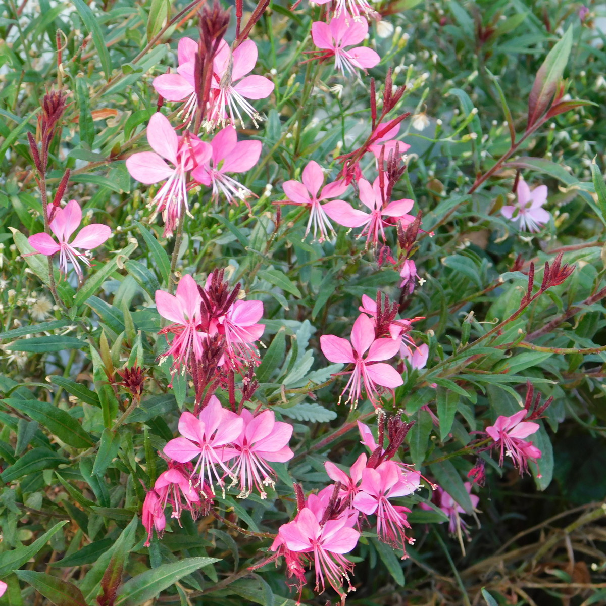 Gaura Geyser Pink Gaura Geyser Pink