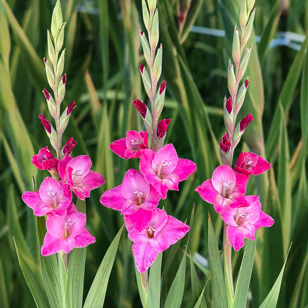 Glamini Gladioli Lizzy