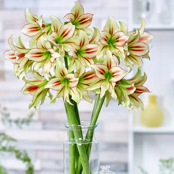 Hippeastrum Cleopatra Hippeastrum Cleopatra