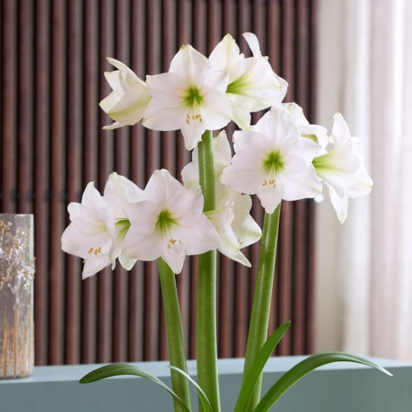 Hippeastrum Costa Blanca