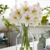 Hippeastrum Geisha Hippeastrum Geisha