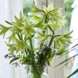 Hippeastrum Green Valley