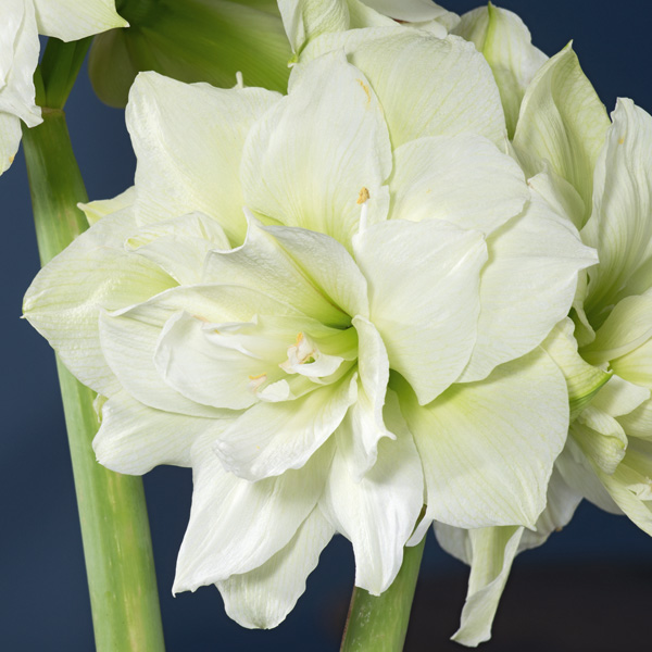 Hippeastrum Marilyn Hippeastrum Marilyn