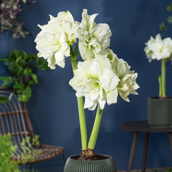Hippeastrum Marilyn Hippeastrum Marilyn