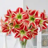 Hippeastrum Ocean Drive2 Pkhipodr - Garden Express Australia