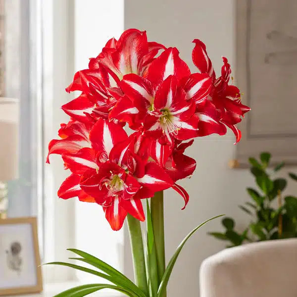 Hippeastrum Party Nymph