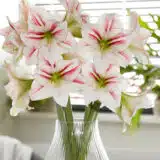 Hippeastrum Smoothie 2 Pkhipsmo - Garden Express Australia