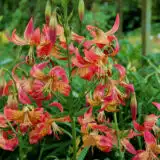 Lilium Fusion Pklilfus - Garden Express Australia