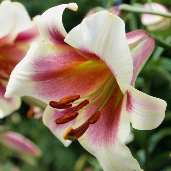 Lilium Passion Moon Lilium Passion Moon