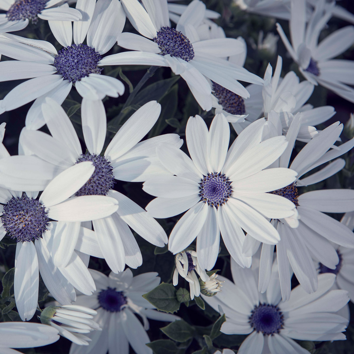 Pericallis Senetti White Pericallis Senetti White