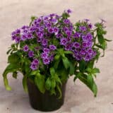 Phlox Popstars Blue Phlox Popstars Blue