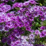 Phlox Popstars Blue Phlox Popstars Blue