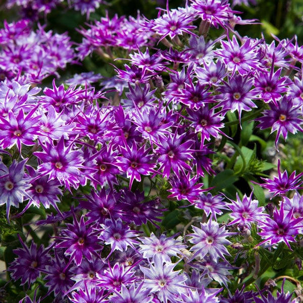 Phlox Popstars Blue Phlox Popstars Blue