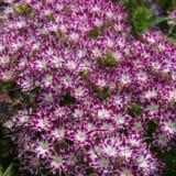 Phlox Popstars Purple With Eye Phlox Popstars Purple With Eye